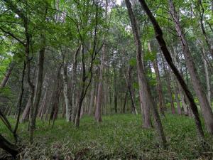 ハルナビバレッジの森　写真