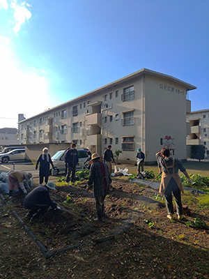 芋掘り＠かまど広場の画像