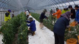 トマト管理の様子画像