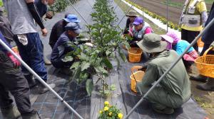 ナス管理の様子画像