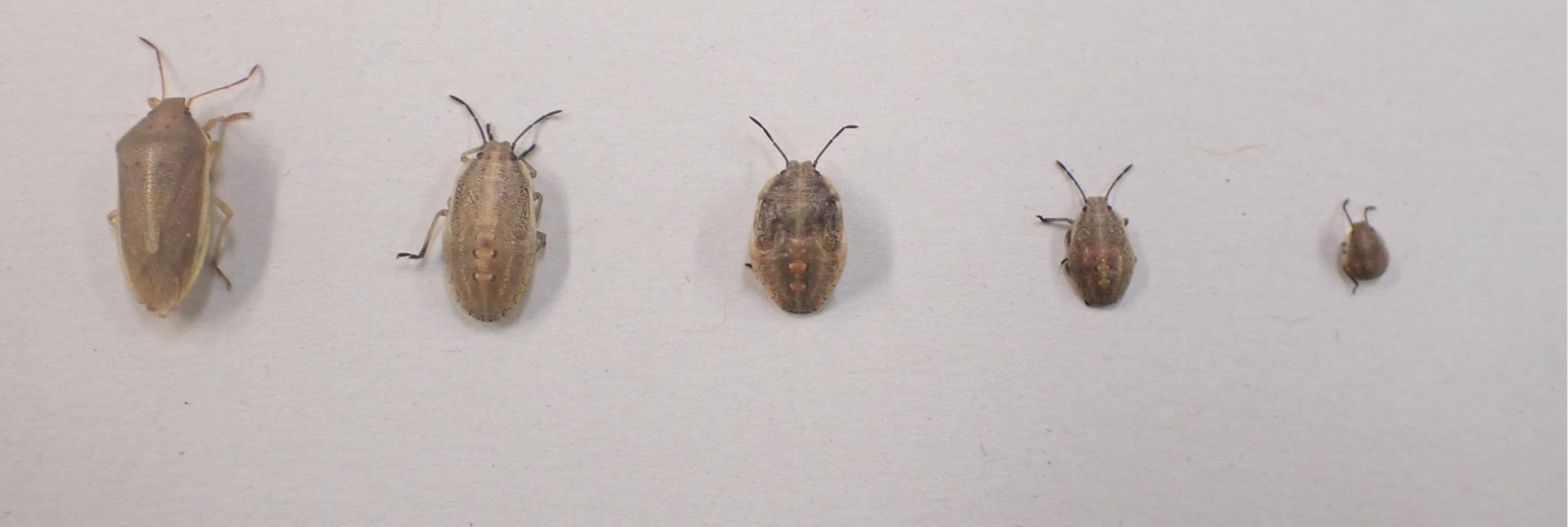 左端は成虫、他は幼虫の写真