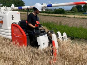 麦刈作業の様子の写真