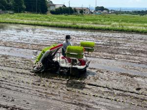 田植え作業の様子の写真