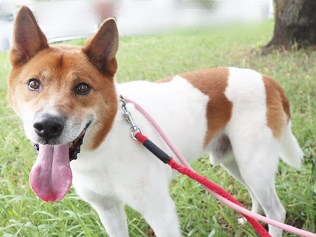 フラッシュのからだの画像