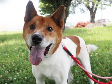 フラッシュのからだの画像2