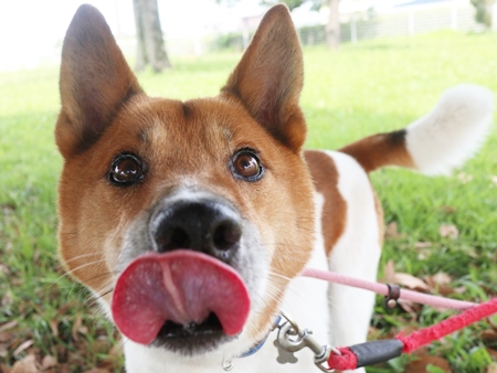 フラッシュのからだの画像3