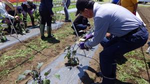 天敵の放飼をしている様子画像