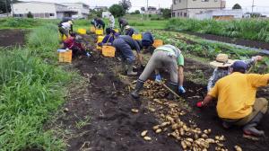 ジャガイモ掘りの様子画像