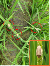 出穂前から水田に侵入するイネカメムシの画像