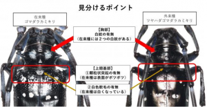 ツヤハダゴマダラカミキリ（見分けるポイント）