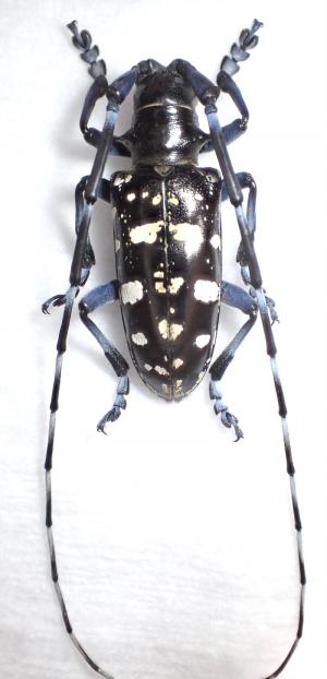 ツヤハダゴマダラカミキリ１