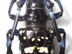 ツヤハダゴマダラカミキリ２