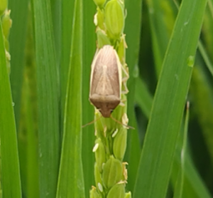 イネカメムシ成虫の写真