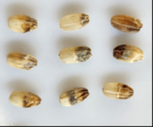 イネカメムシによる被害の写真