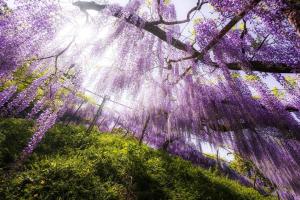 @koyo_filmsさん,くろさわ藤園（富岡市）