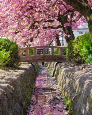 @hinamam825さん,白井宿（渋川市）