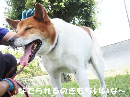 フラッシュのからだの画像4