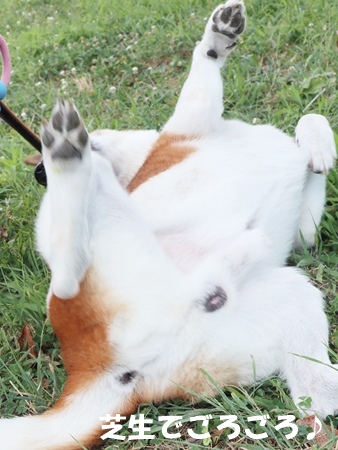 フラッシュくんの体の画像5