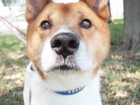 フラッシュくんの体の画像6