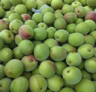 カリカリ梅用に集荷された「ゆみまる」果実の写真