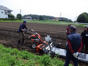 透明マルチを張る様子の写真