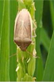 イネカメムシの写真