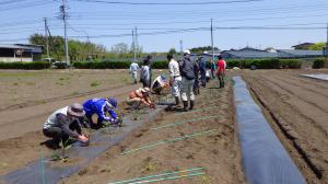 ナス定植の様子の写真