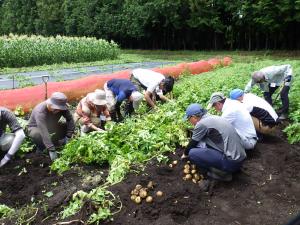 ジャガイモ掘りの様子の写真