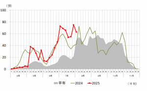 前橋市におけるトラップ調査結果を表したグラフ画像