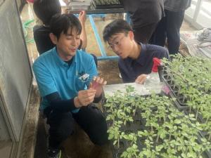 トマト接ぎ木の写真