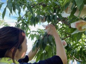 モモ収穫の写真