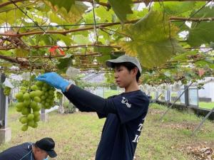 ブドウ収穫の写真
