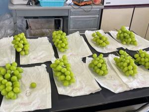 ブドウ収穫２の写真