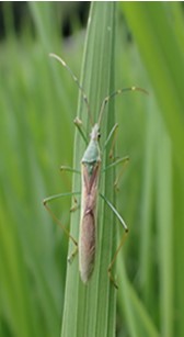 クモヘリカメムシ成虫の画像