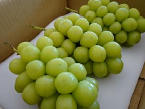 昨年上位入賞したぶどう