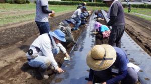 ダイコン播種の様子の写真