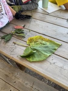 葉っぱじゃんけん