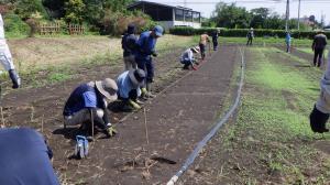 ブロッコリー定植の様子写真