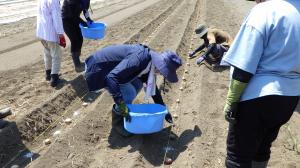 ジャガイモ植え付けの様子写真