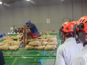 伐倒練習機を使ったチェーンソー実習の様子画像