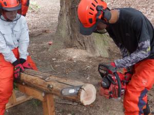 チェーンソーで丸太を切断画像