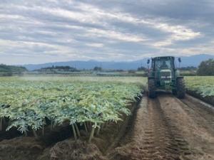 こんにゃく農場の写真