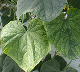 キュウリ退緑黄化病の写真　