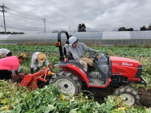 サツマイモの収穫作業の様子の写真
