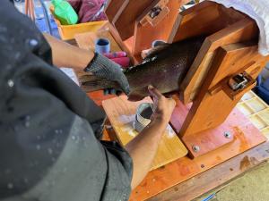 ギンヒカリのオスから精子を採っている様子写真