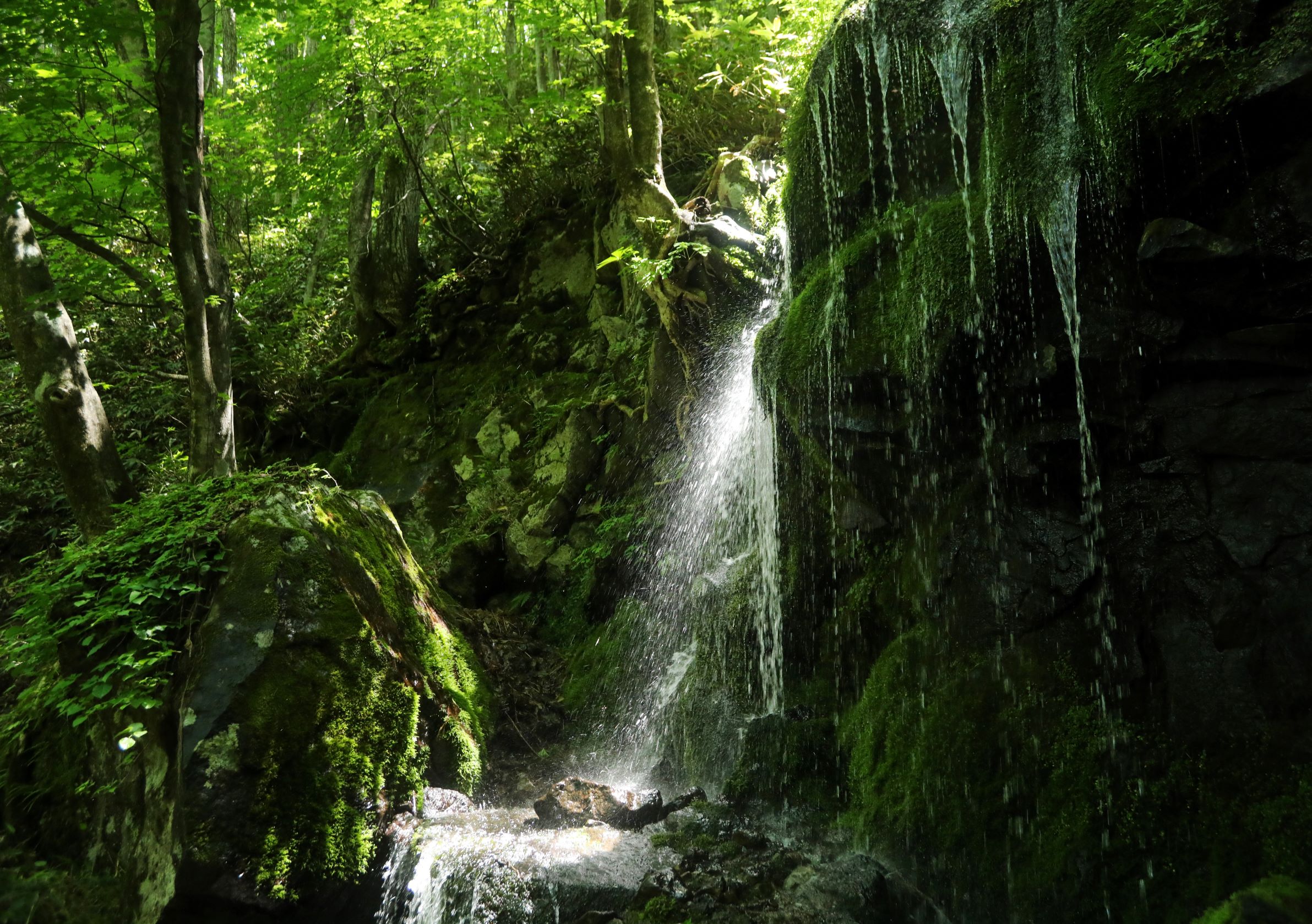 第55回（令和4年度）鹿沢温泉観光協会長賞の作品写真