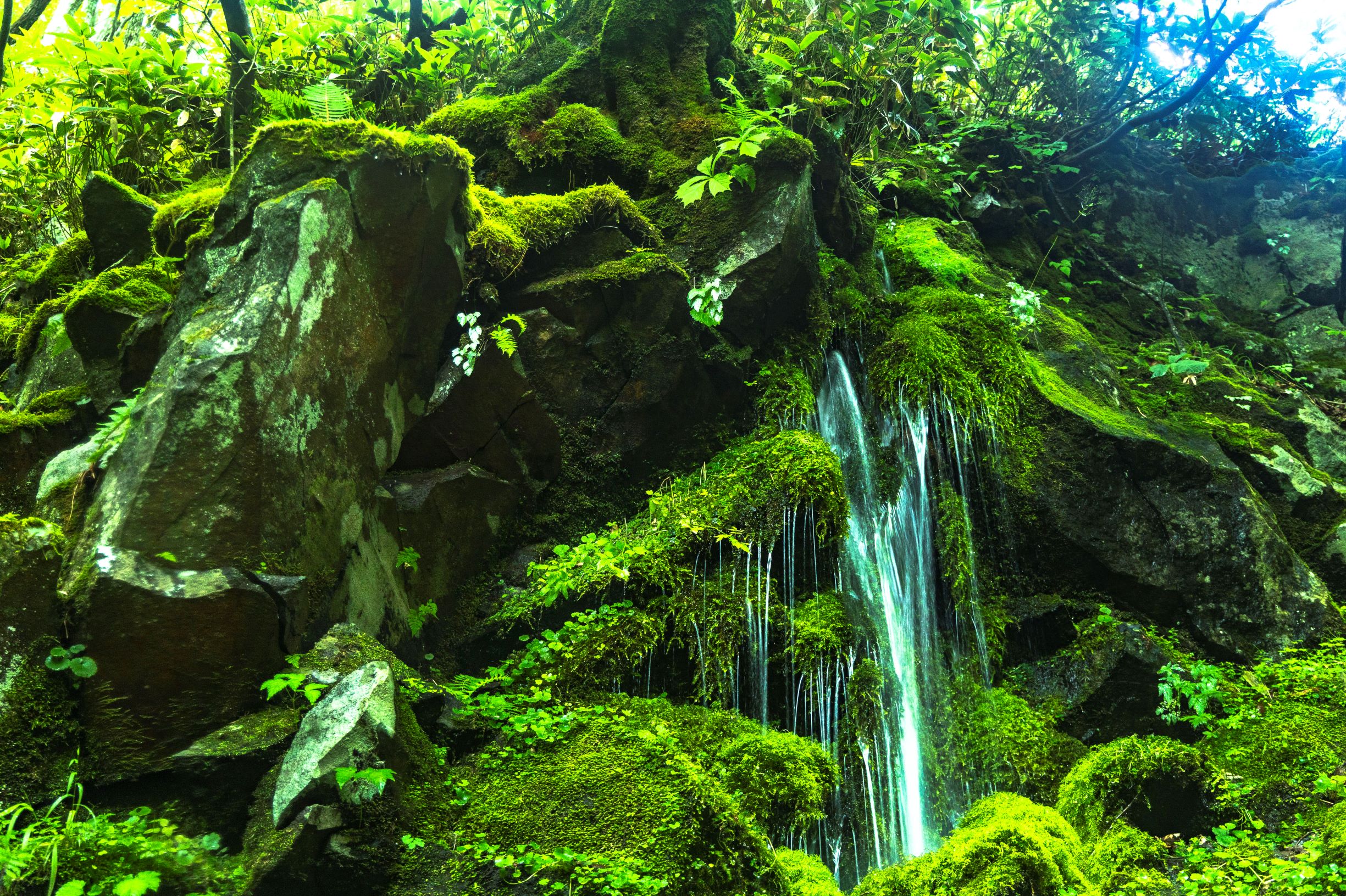 第57回（令和6年度）鹿沢温泉観光協会長賞の作品写真