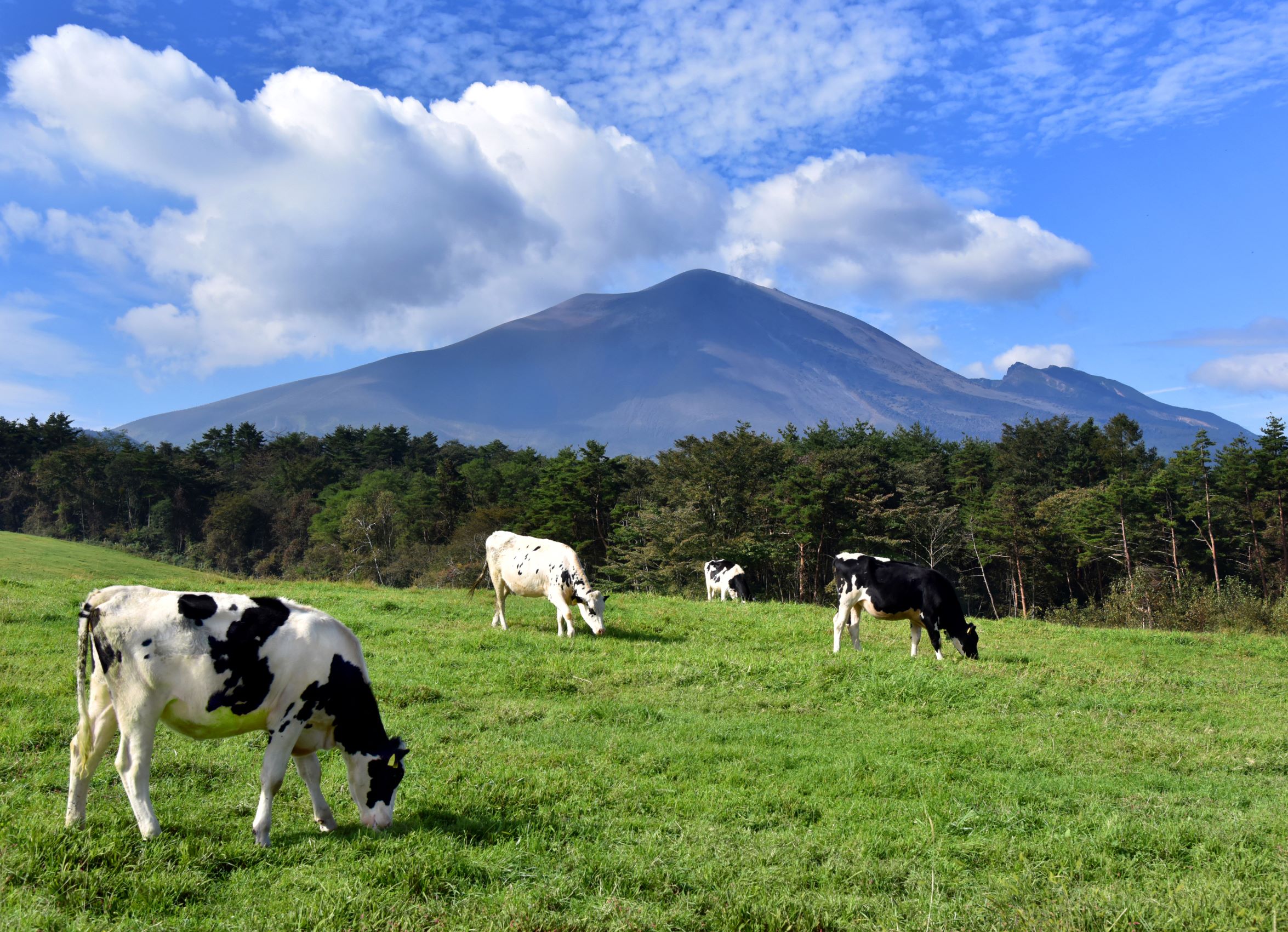 第56回（令和5年度）長野原町長賞　牧場の朝（長野原町・浅間家畜育成牧場）の写真