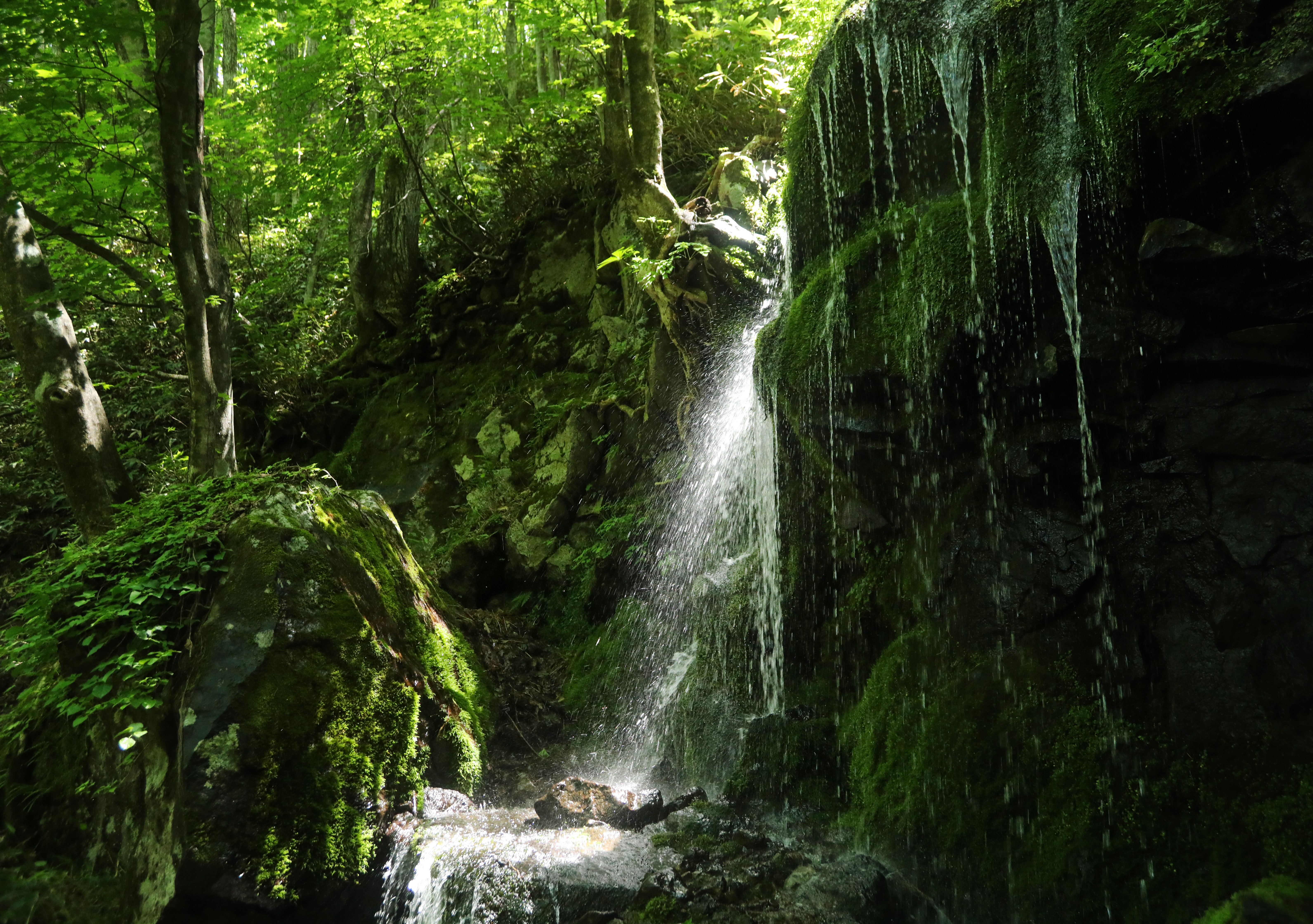 第55回（令和4年度）鹿沢温泉観光協会長賞の作品写真