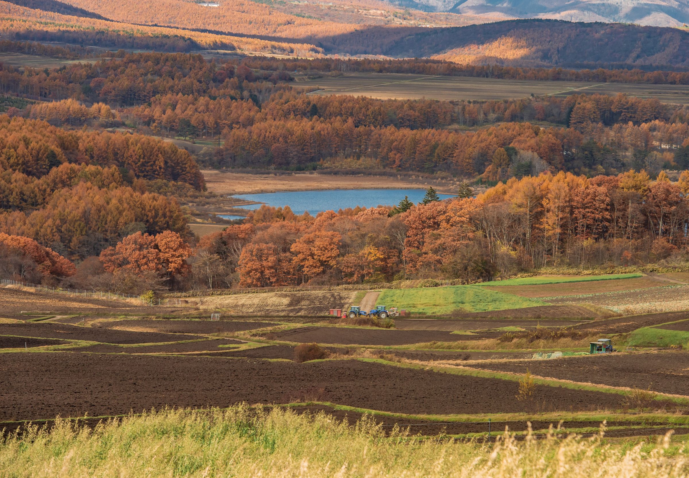 第55回（令和4年度）嬬恋村観光協会長賞　晩秋色に染まる（嬬恋村）の写真